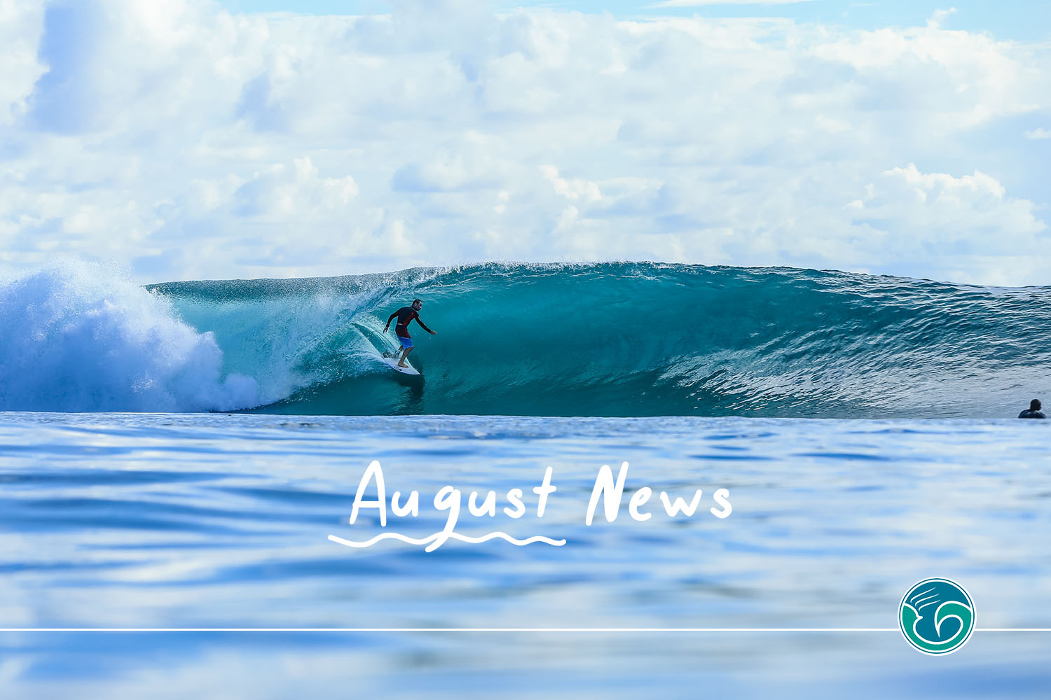 macaronis news august